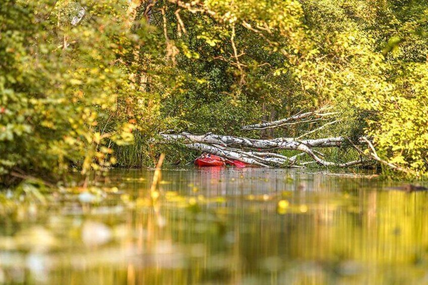 A red kayak on a calm river surrounded by dense greenery. 4