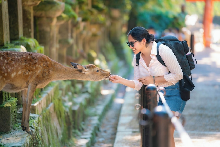 Kyoto & Nara Day Small Group Tour from Kyoto 2