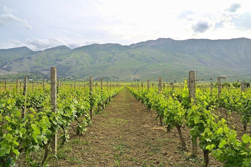 Un vignoble avec des rangées de vignes et des montagnes en arrière-plan. 4
