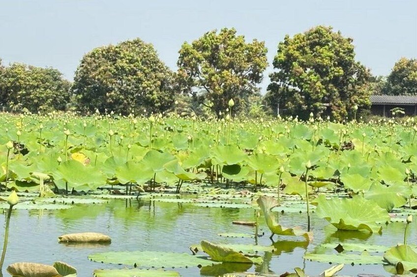 A Leisure Day At The Lotus Farm Tour Including Lunch 2