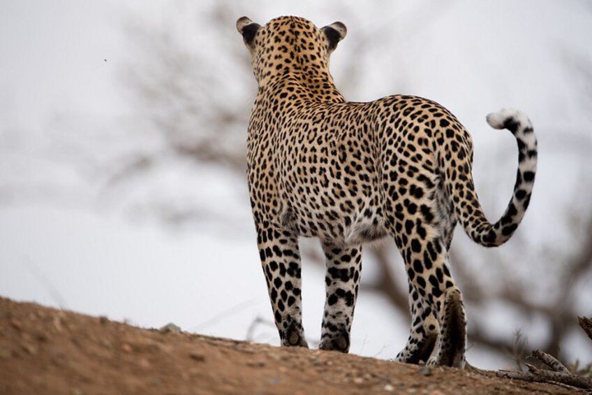 A leopard standing on a dirt ground with a blurred background of trees. 1