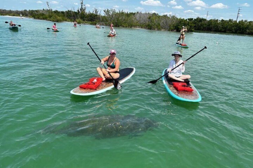 People paddleboarding on a calm body of water with a turtle swimming nearby. 1