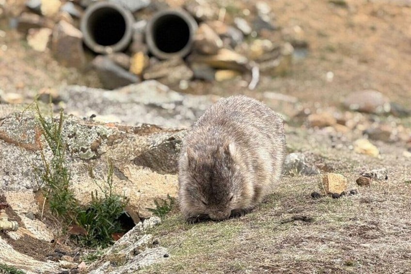 A small mammal foraging on dry grass near rocks and pipes. 5