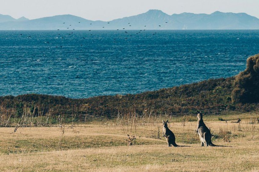 A coastal landscape with two kangaroos on a grassy field, a body of water, and distant mountains. 4