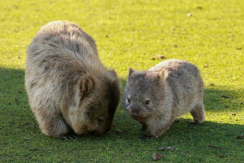 Two quokkas on a grassy field. 3