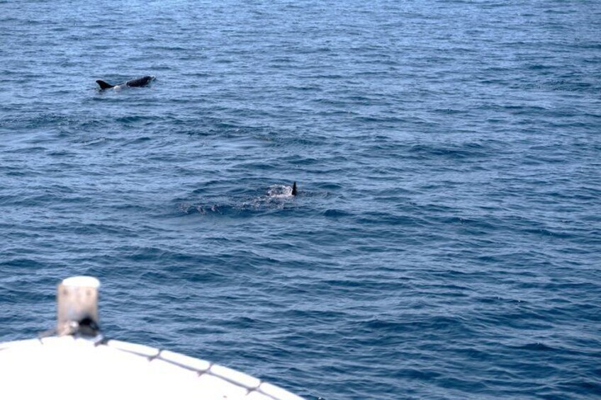 Dolphin Watching Boat Tour in Hvar with lunch and drinks unlimit 2