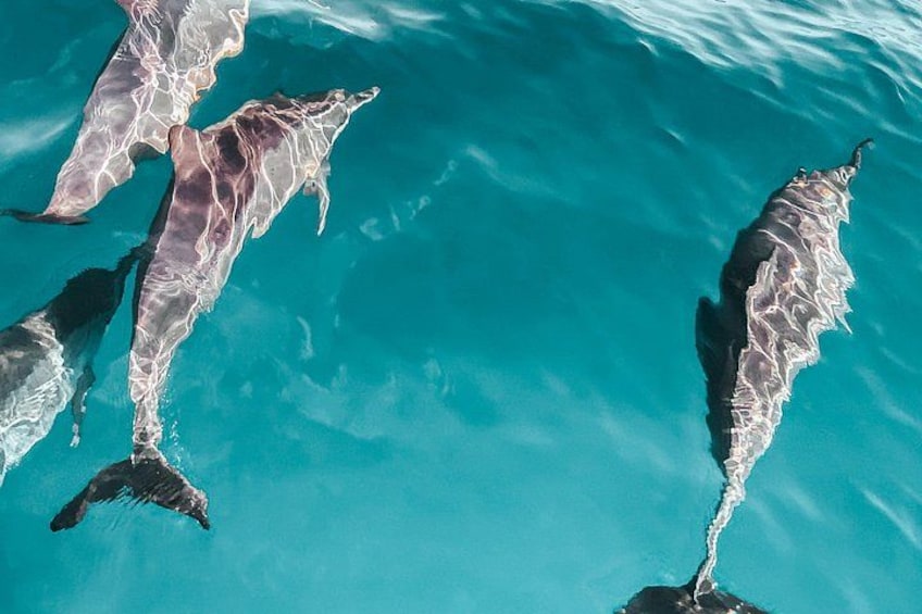 Dolphins swimming in clear blue water. 1