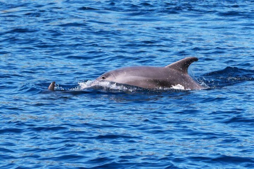 Dolphin Watching Boat Tour in Hvar with lunch and drinks unlimit 3