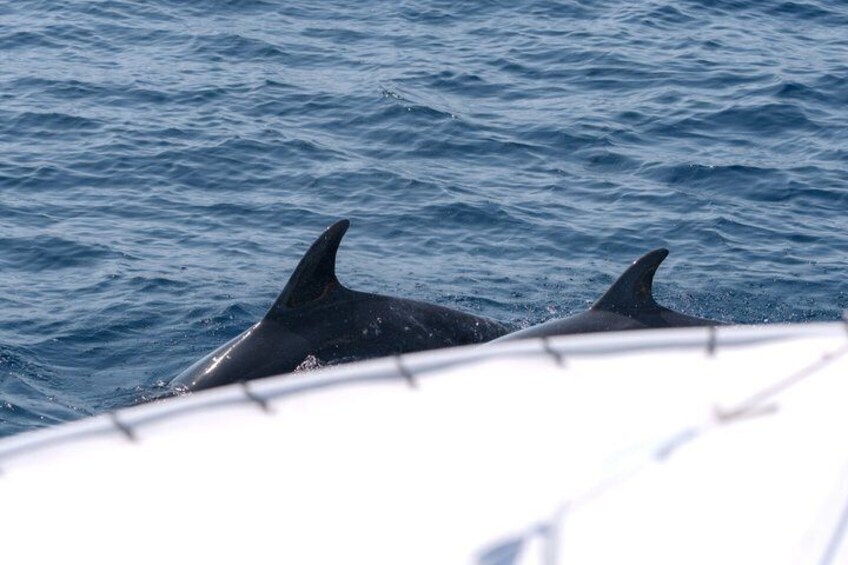 Dolphin Watching Boat Tour in Hvar with lunch and drinks unlimit 4