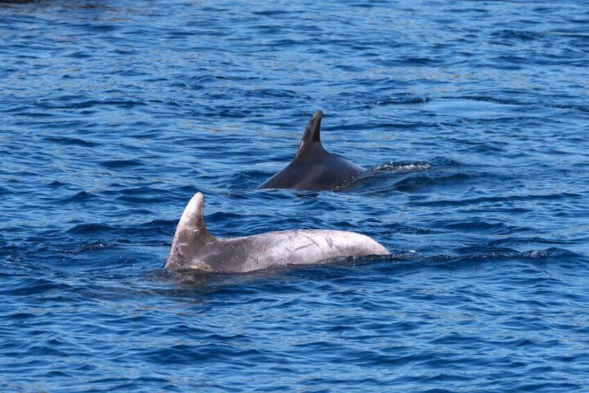 Dolphin Watching Boat Tour in Hvar with lunch and drinks unlimit 5