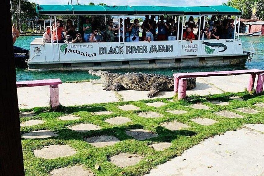 Ein Boot mit dem Namen 'Black River Safari', beladen mit Passagieren, ein Krokodil an der Uferlinie und eine Wiese mit trittfesten Steinen. 4