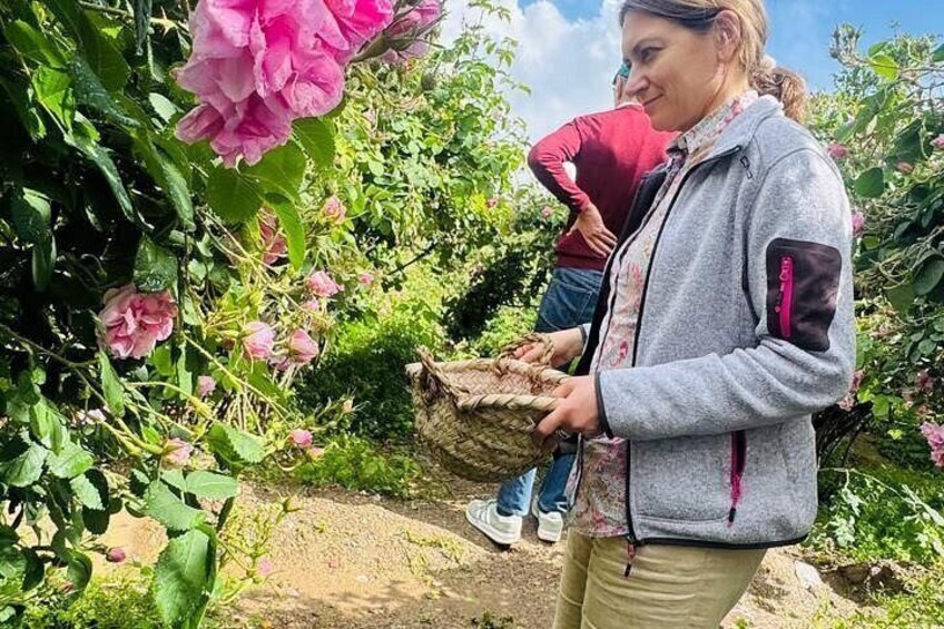 A person holding a basket of flowers in a garden with blooming pink roses and green foliage. 1