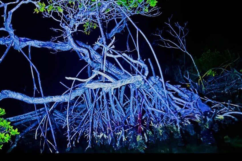 A mangrove tree with complex root systems. 4