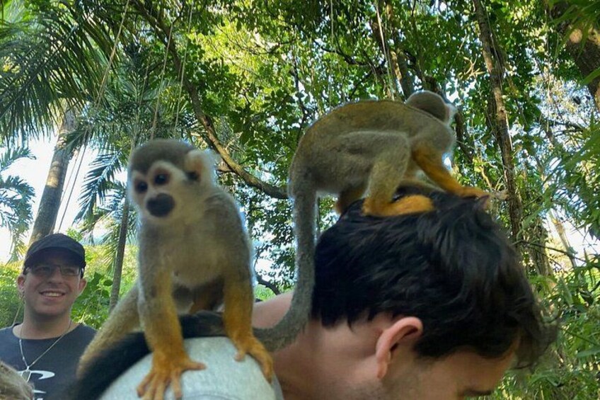 A person holding a lemur on their shoulder, surrounded by trees. 3