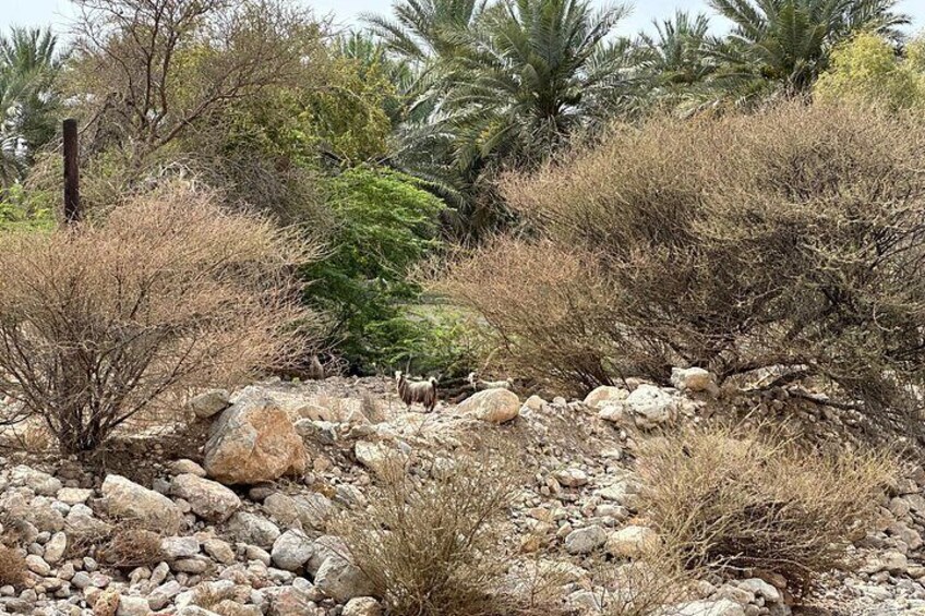 Daymaniyat Turtles with Omani Village and Home Lunch Experience 5