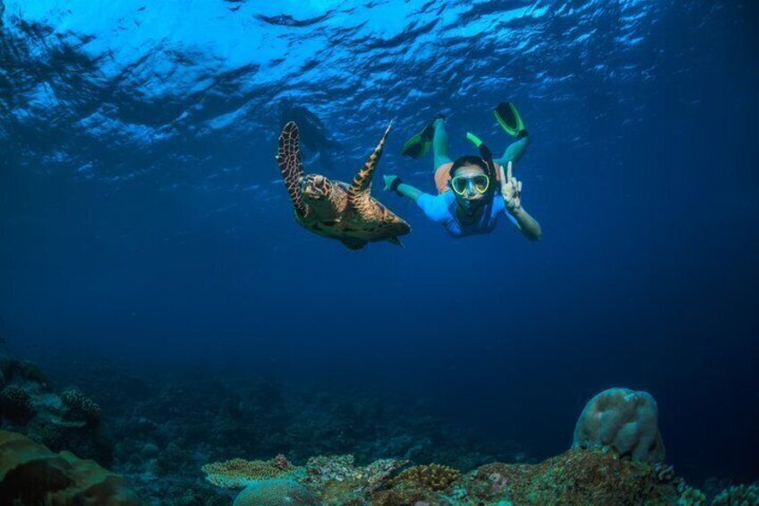 A diver swimming with a sea turtle underwater. 1
