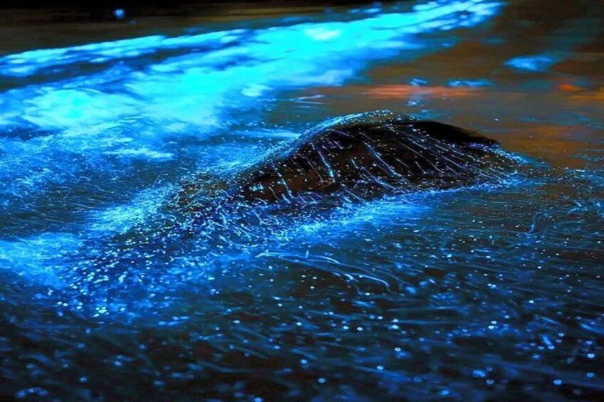 Kota Kinabalu: 5-in-1 Kinabalu View, Fire Show, Blue Tear by Boat 2