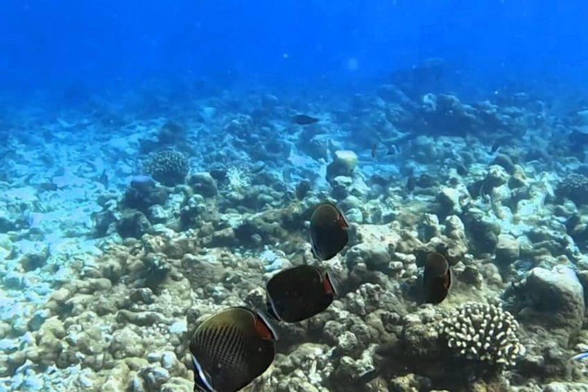5 Day All Inclusive Fulidhoo Adventure Watersports and Excursions 5