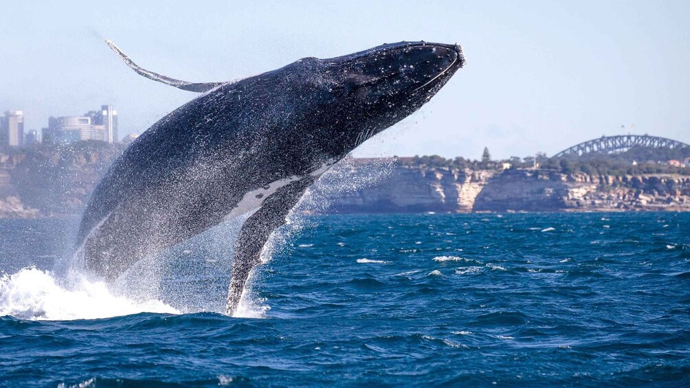 A whale breaching the ocean surface with a cityscape and a bridge in the background. 1