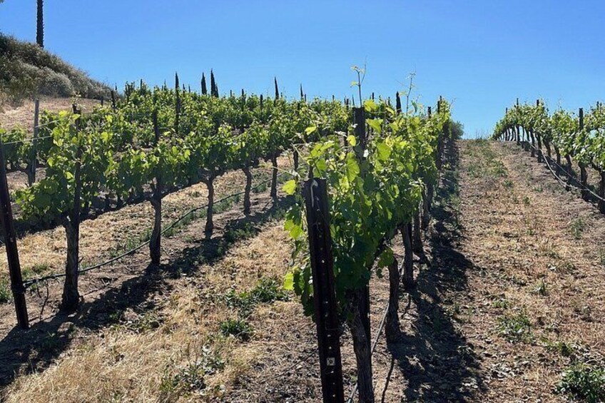 Temecula SUV Boutique Winery Tour 2
