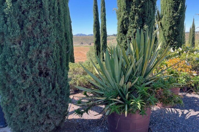 A potted agave plant, tall cypress trees, and a rural landscape in the background. 3