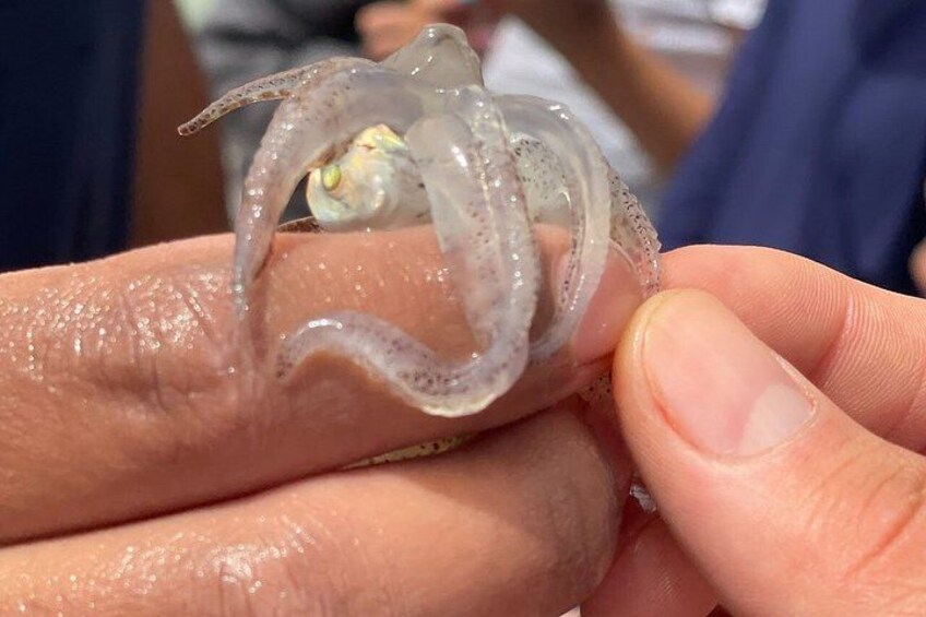 A transparent, translucent object held between fingers. 3