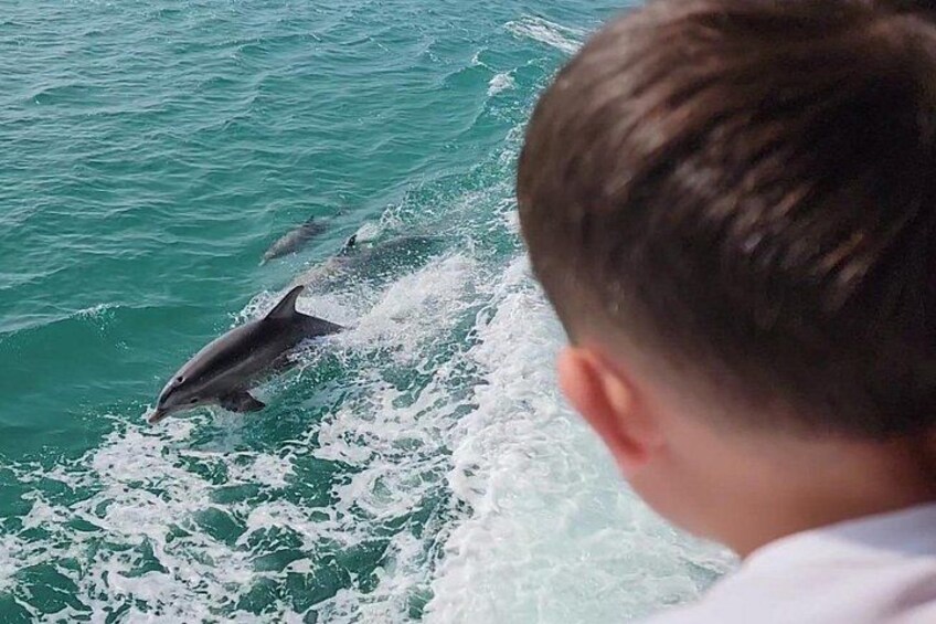 A person observing dolphins in the ocean. 2