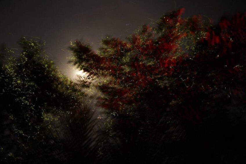 A forest with dense foliage and a light source in the distance. 4