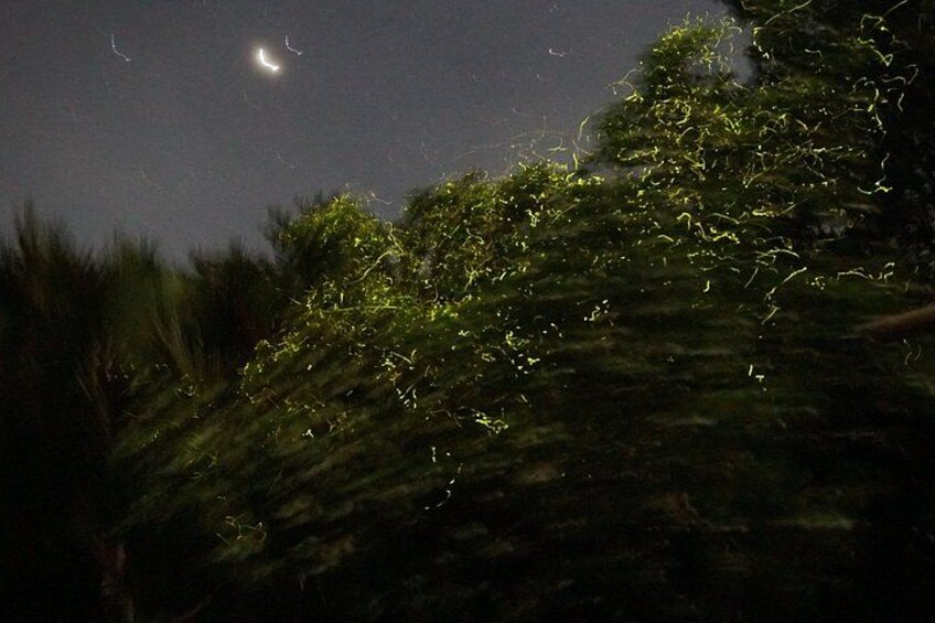 A night scene with a crescent moon, dense foliage, and a blurred background. 5