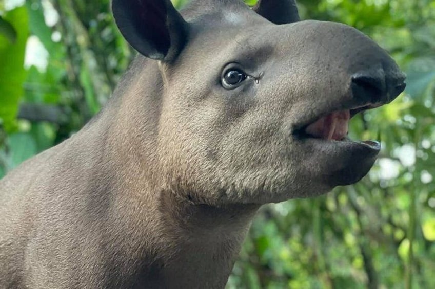 A close-up of a large animal with a prominent snout and dark eyes. 2