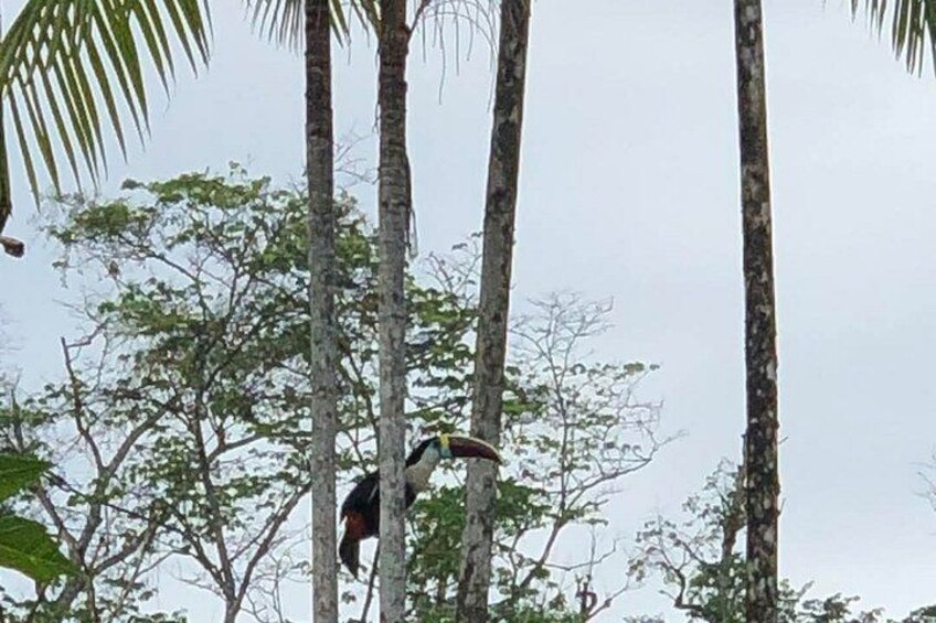 A bird perched on a tree branch. 4