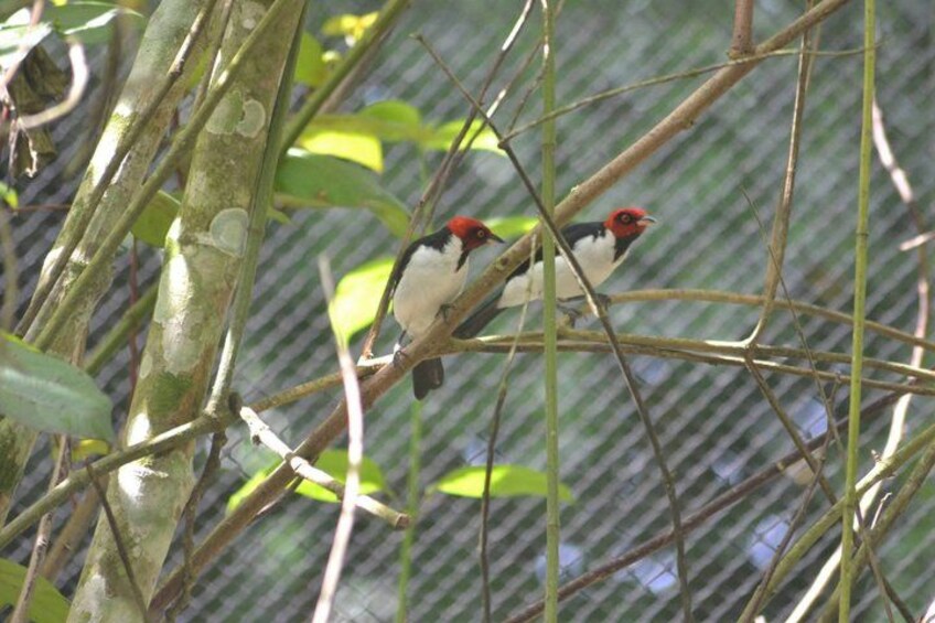A bird perched on a branch in a dense, leafy environment. 1