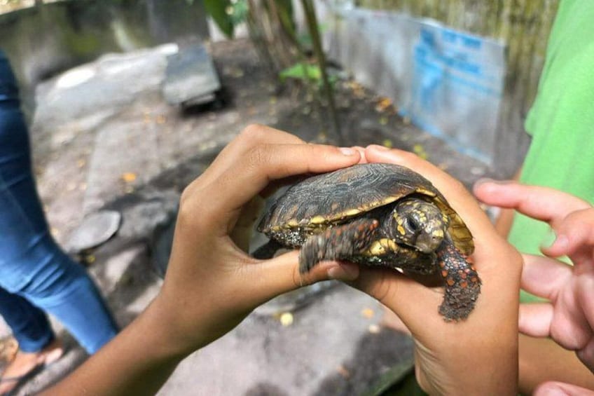 A person holding a turtle with a dark shell and yellow markings. 5