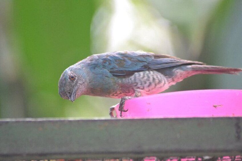 A bird perched on a pink surface. 3