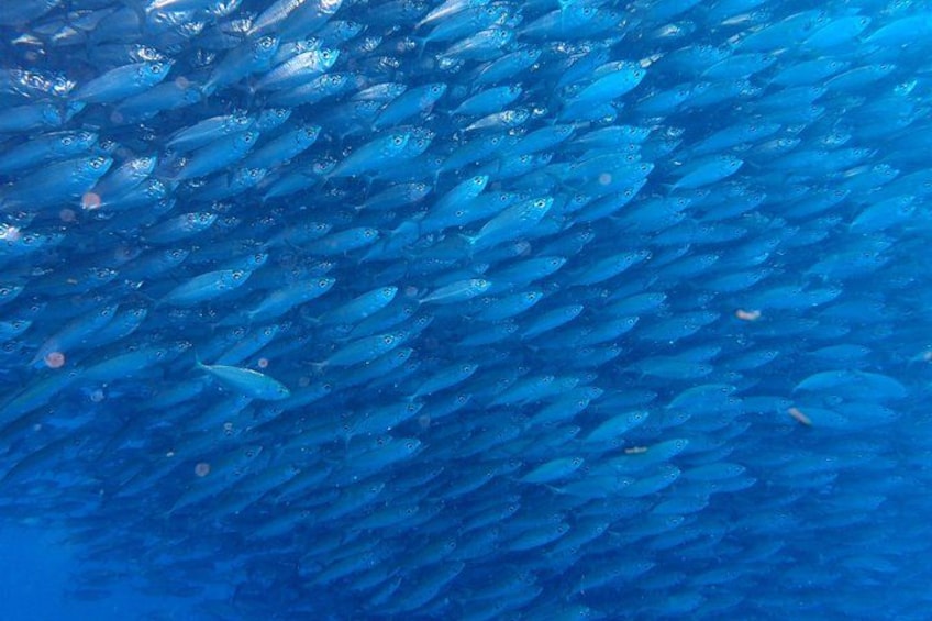 A school of fish swimming in the ocean. 3
