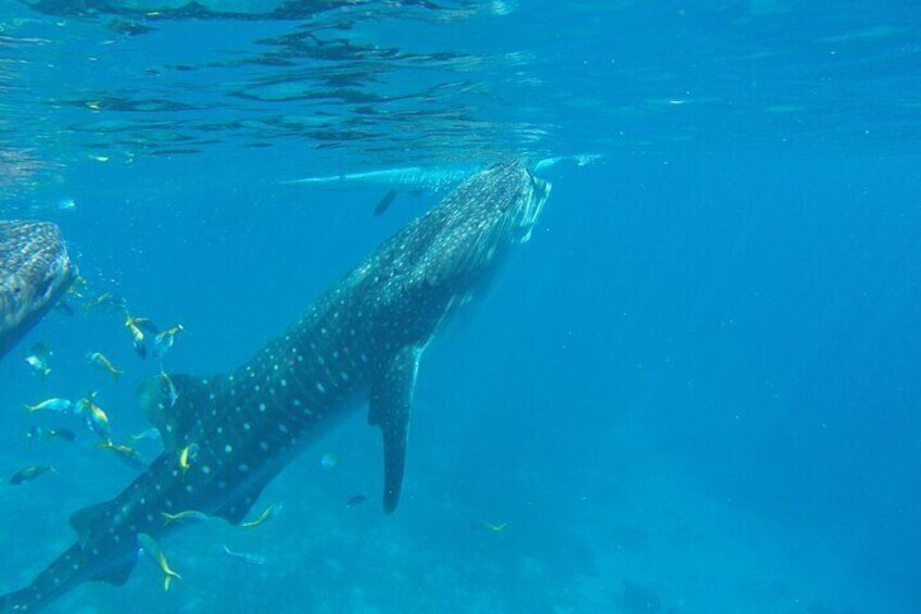 A whale shark swimming in clear blue water. 5