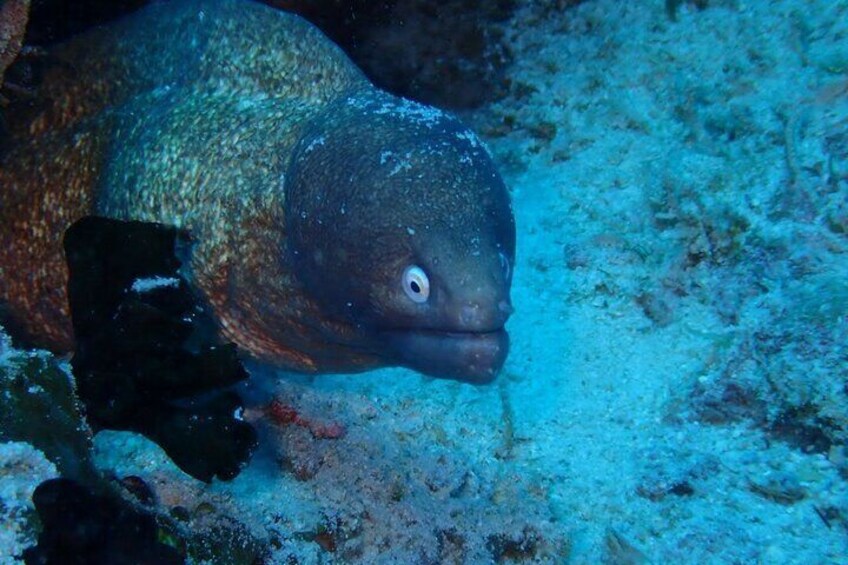A fish with a prominent eye and a mottled body, resting on a sandy ocean floor. 4