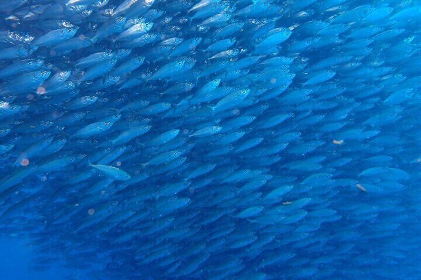 A school of fish swimming in unison in the ocean. 3
