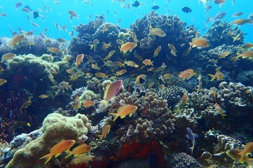 A vibrant coral reef with diverse fish species and coral formations. 2