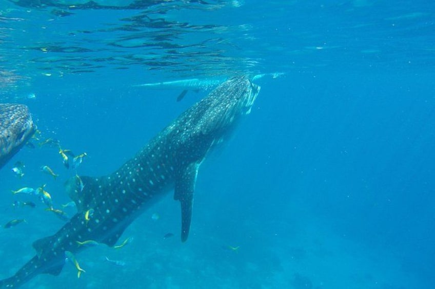 A whale shark swimming in clear blue water. 5