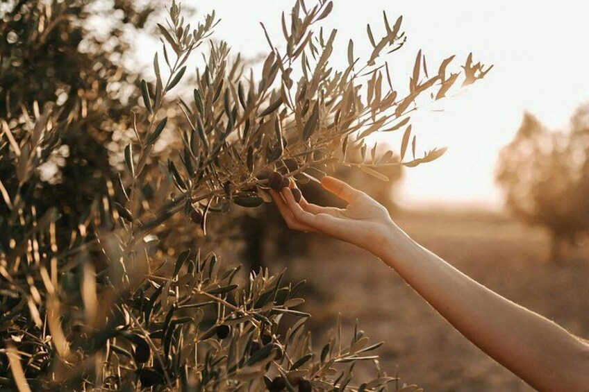 A hand holding olive branches amidst olive trees. 1