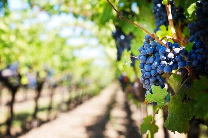A vineyard with rows of grapevines and clusters of grapes. 5