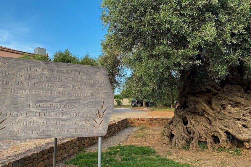 A large stone sign with text, an olive tree, and a stone wall. 4