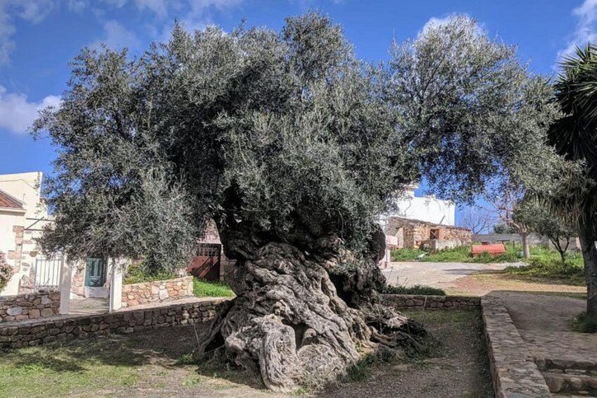 A large olive tree with a thick trunk and dense foliage in a residential area. 2