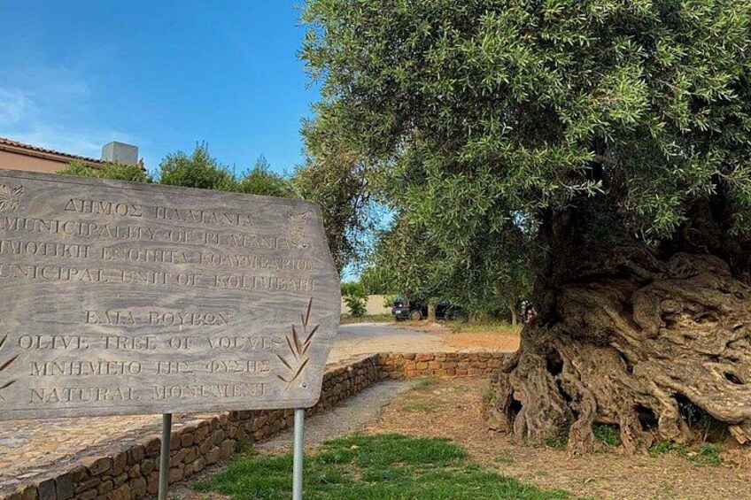 A stone sign with text, an olive tree, and a stone wall. 4