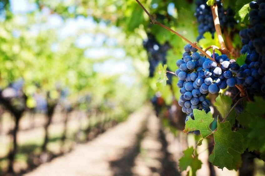 A vineyard with rows of grapevines and clusters of dark blue grapes. 5