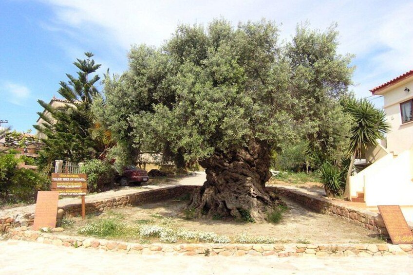 A large olive tree with a thick trunk and dense foliage, surrounded by a stone wall and a sign. 3