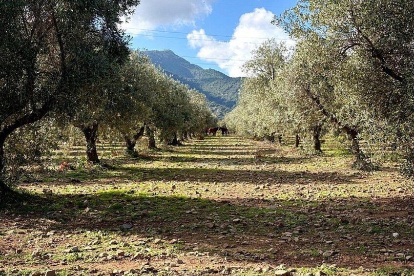 An olive grove with rows of trees and a mountainous backdrop. 3