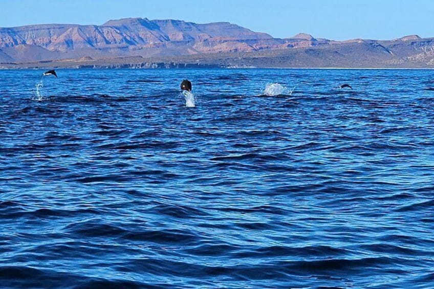 Tour Isla Espiritu Santo 5