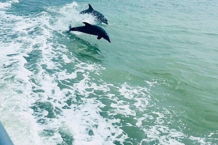 Dolphins jumping out of the water. 1